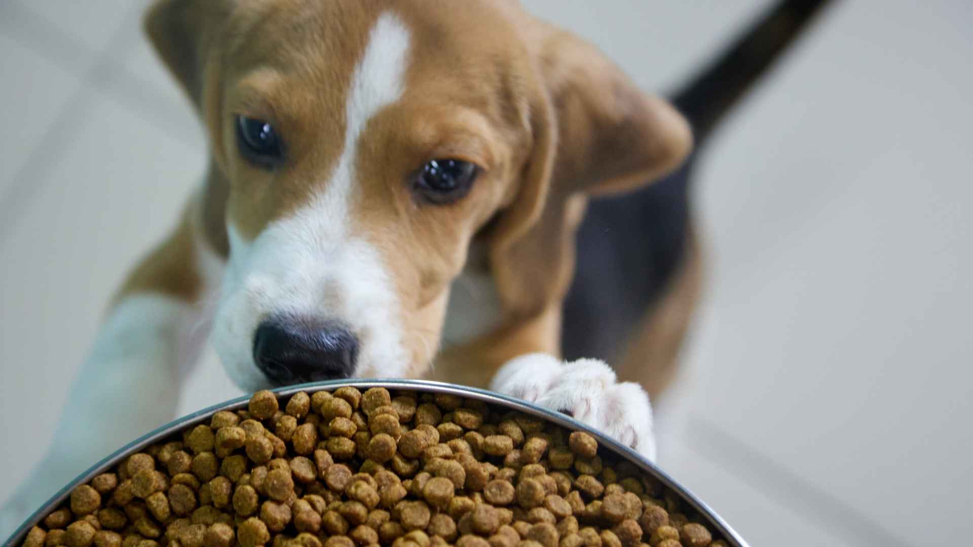 Etiqueta pienso para perros